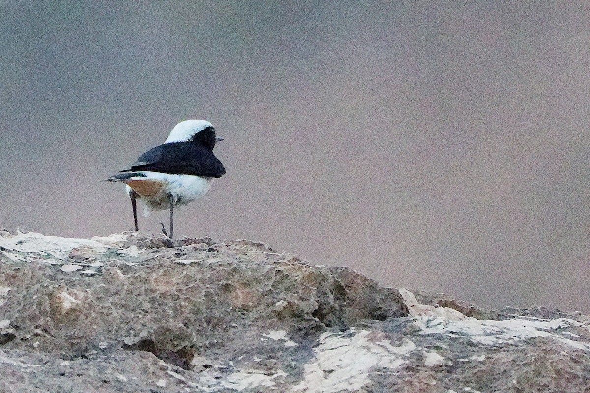 Arabian Wheatear - ML645830461