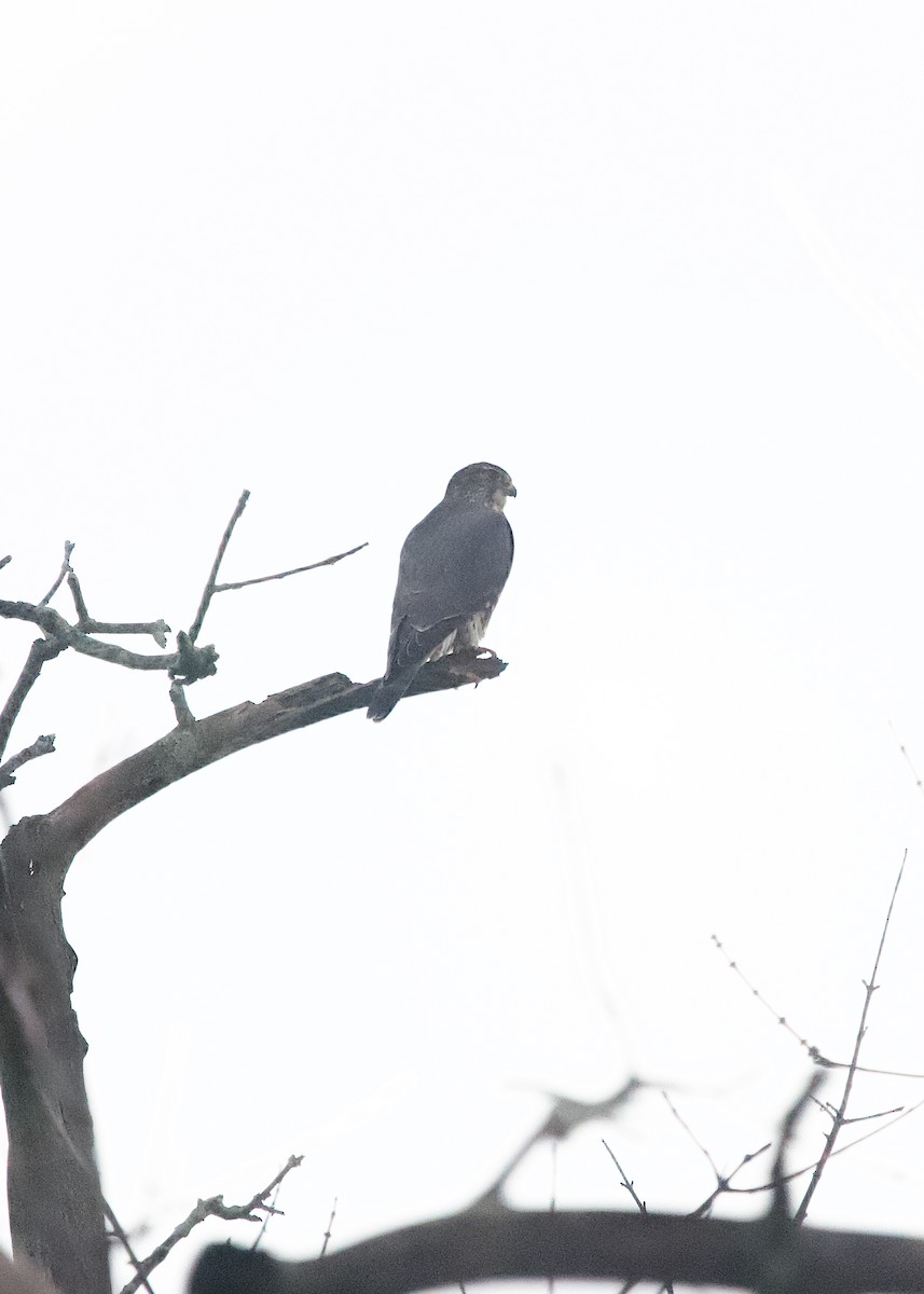 Merlin - ML645830462