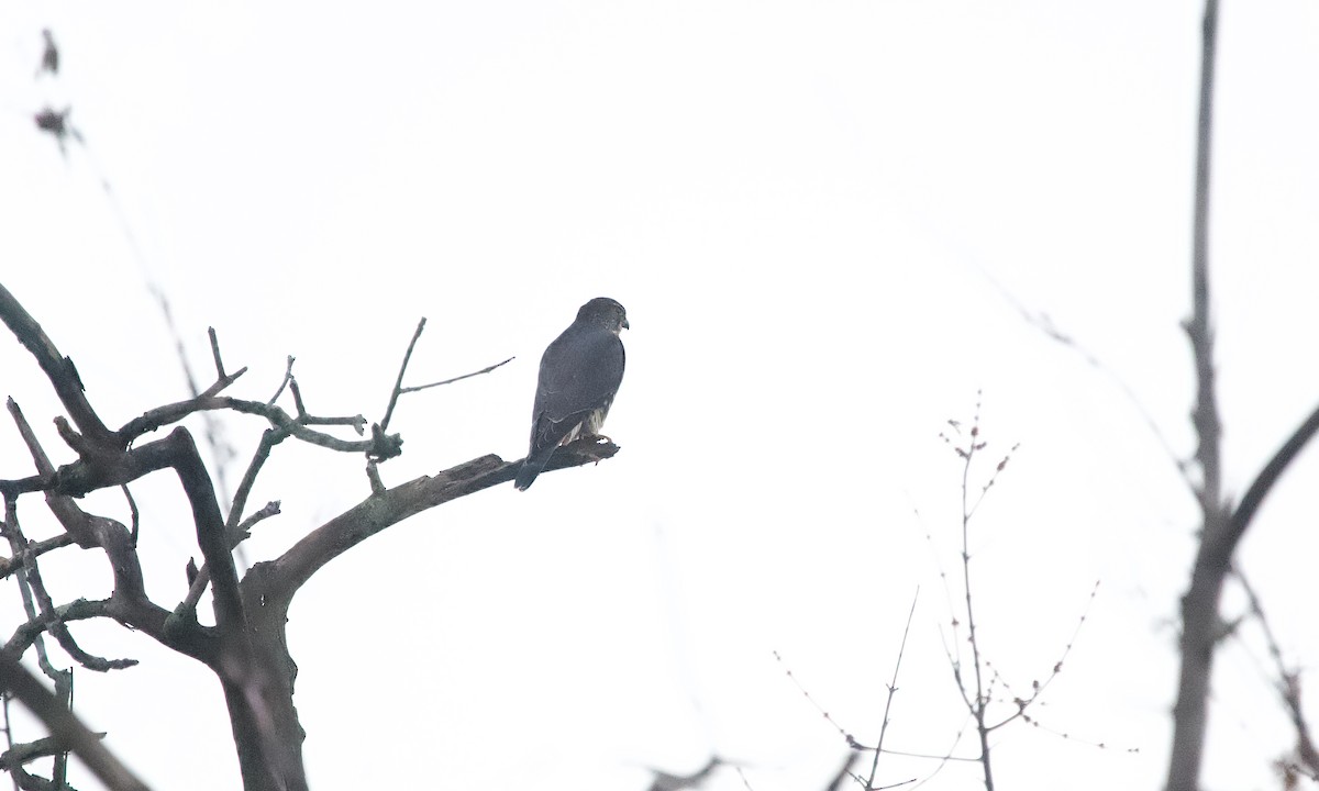 Merlin - ML645830463