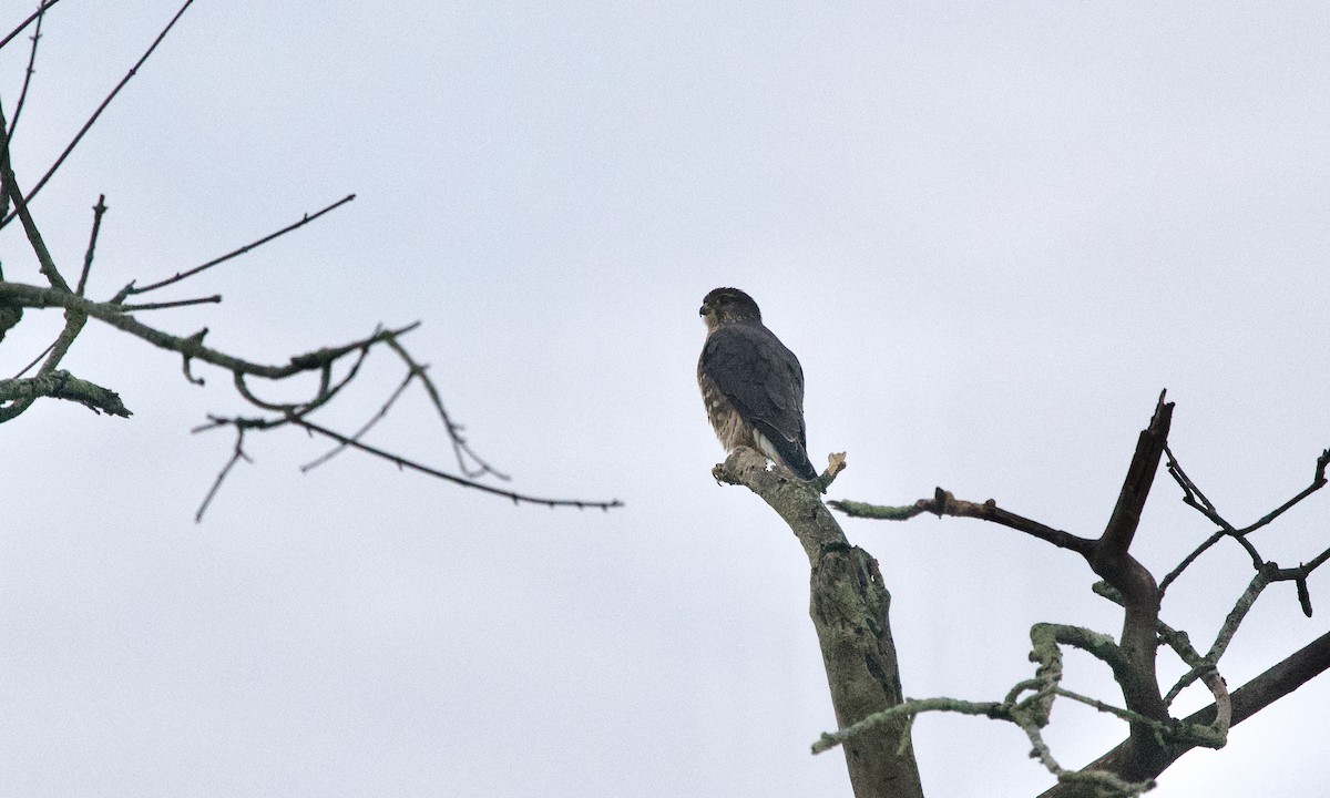 Merlin - ML645830464