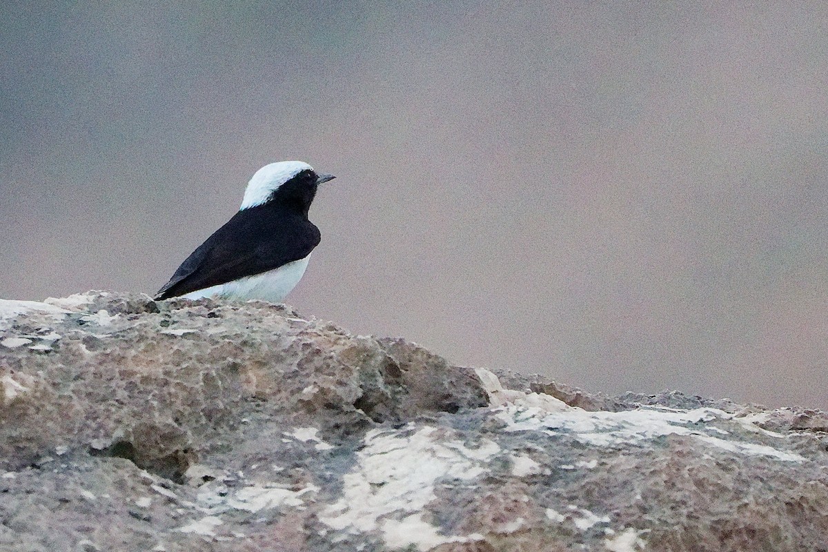 Arabian Wheatear - ML645830465