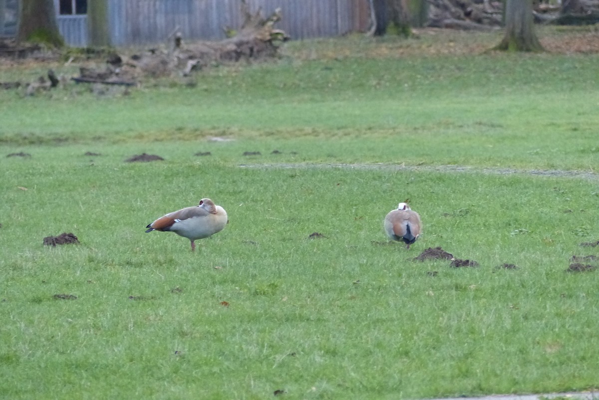 Egyptian Goose - ML645830466