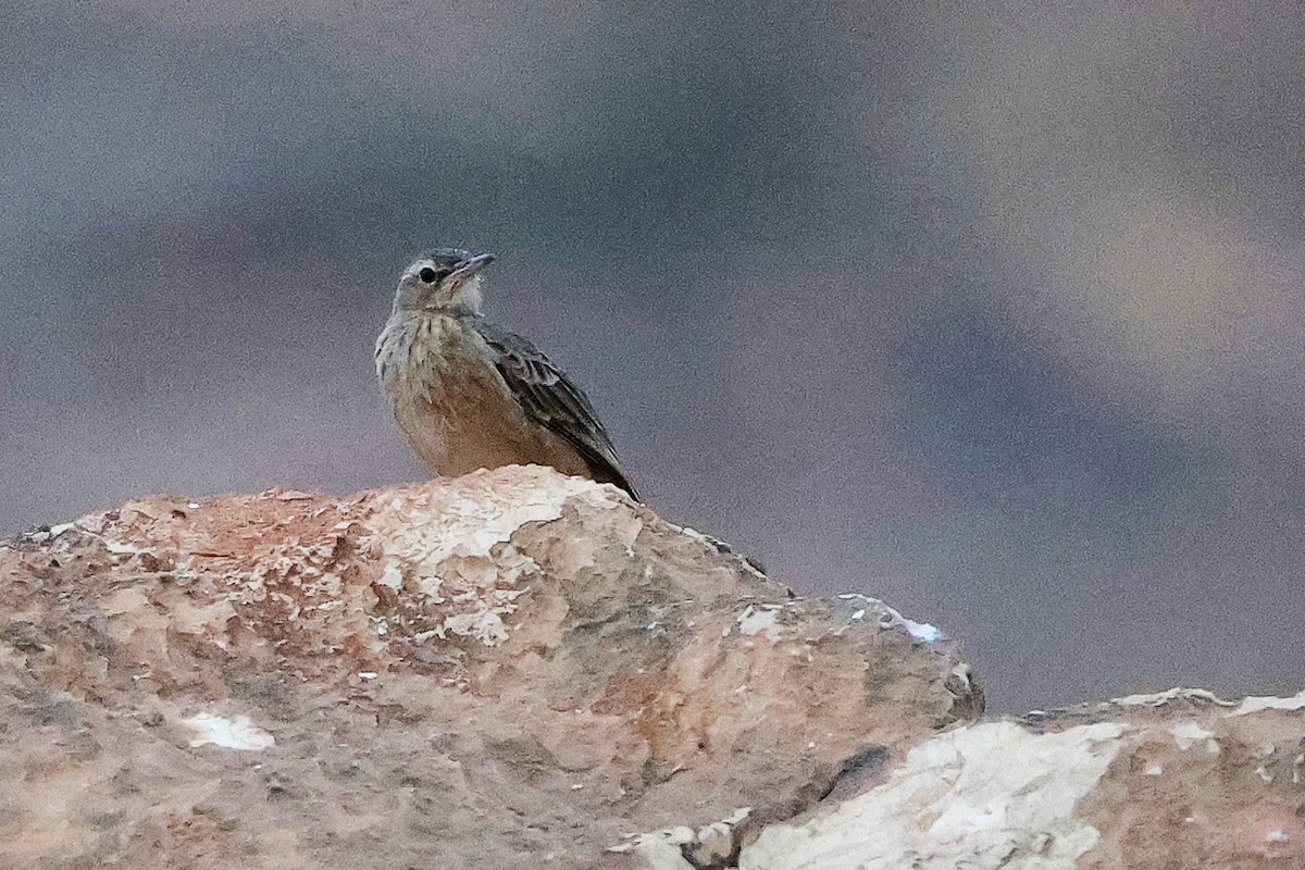 Long-billed Pipit - ML645830467