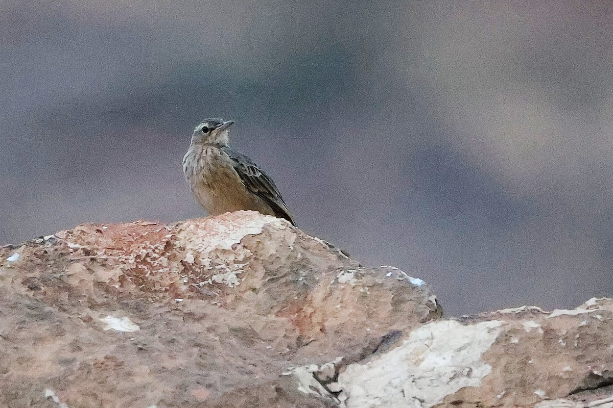 Long-billed Pipit - ML645830468