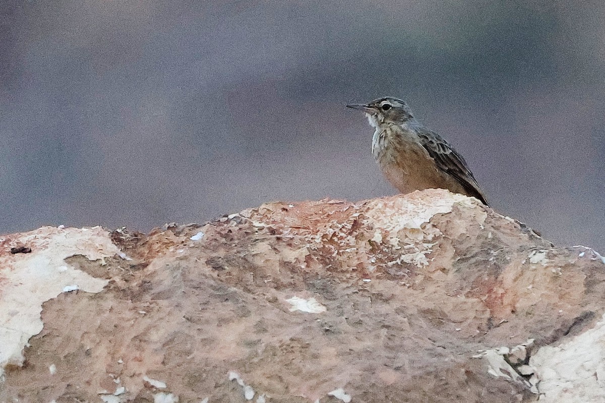 Long-billed Pipit - ML645830469