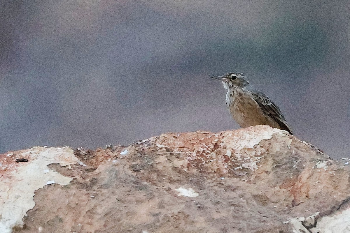 Long-billed Pipit - ML645830470