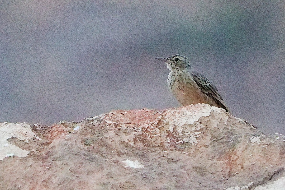 Long-billed Pipit - ML645830471