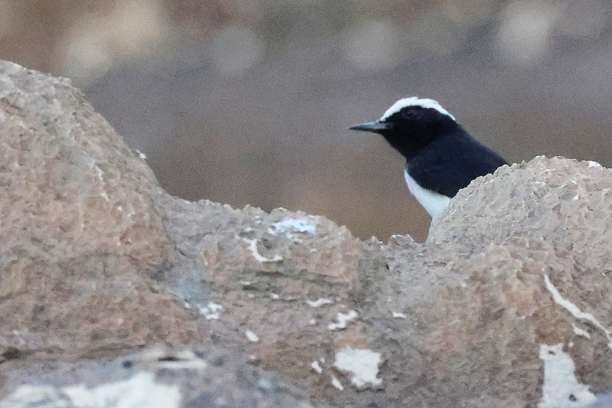 Arabian Wheatear - ML645830472
