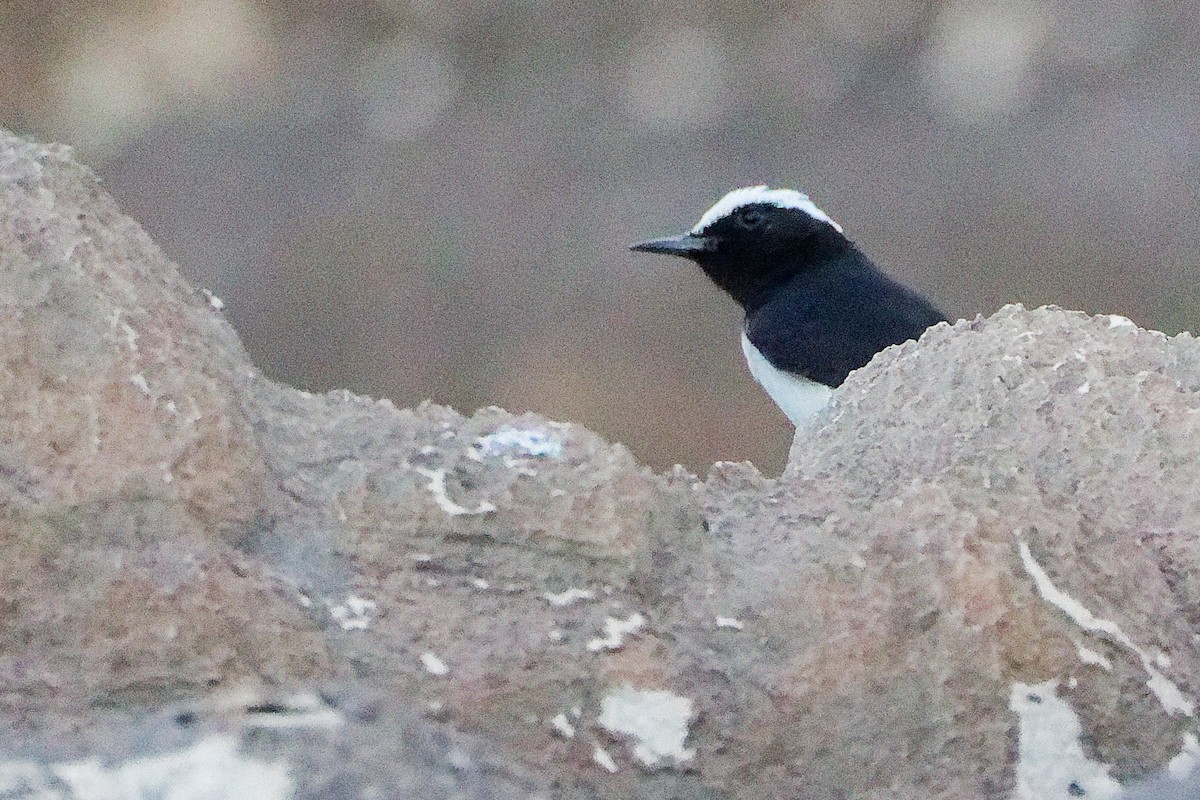 Arabian Wheatear - ML645830473