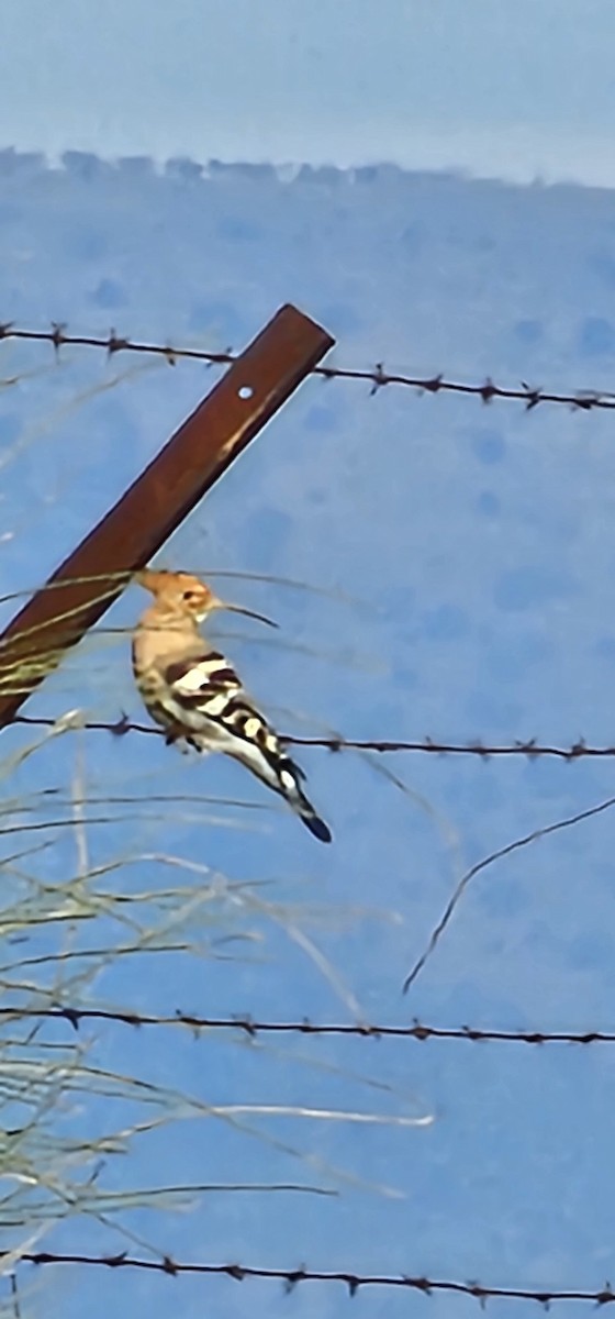Common Hoopoe - ML645830474