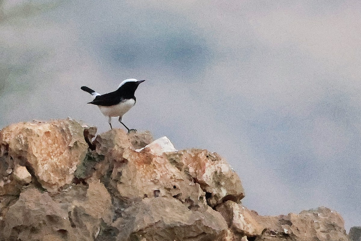 Arabian Wheatear - ML645830475