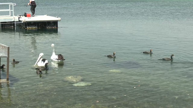 Australian Pelican - ML645830477