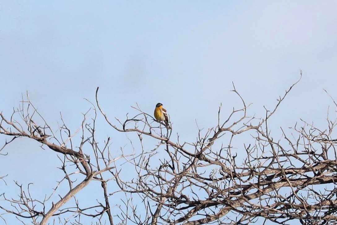 Golden-breasted Bunting - ML645830479