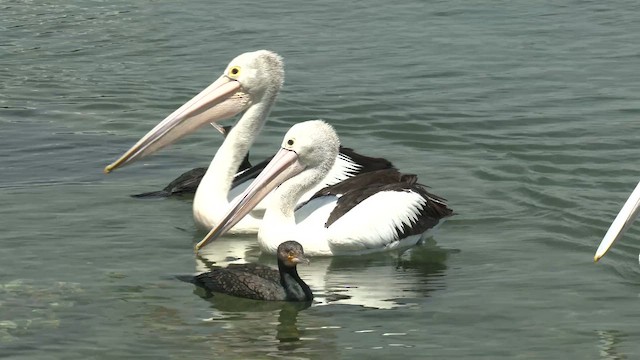 Australian Pelican - ML645830480