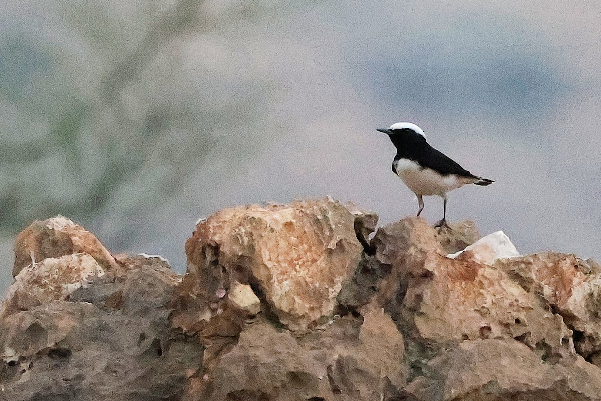 Arabian Wheatear - ML645830481