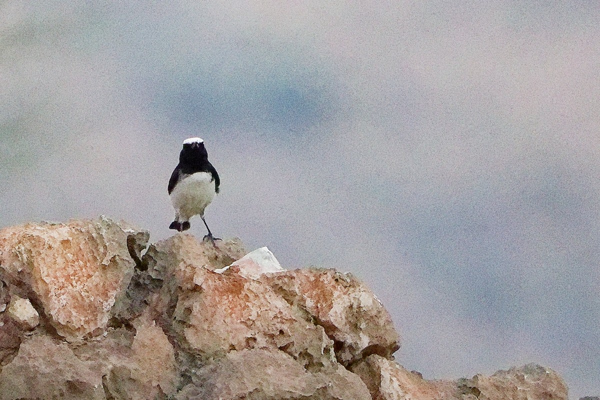 Arabian Wheatear - ML645830483