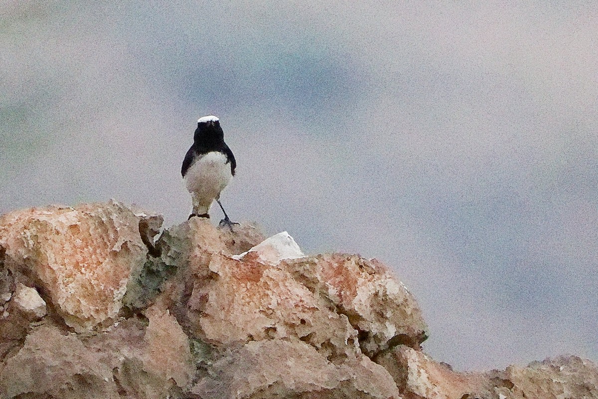 Arabian Wheatear - ML645830484