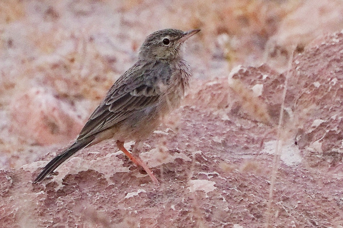 Long-billed Pipit - ML645830486