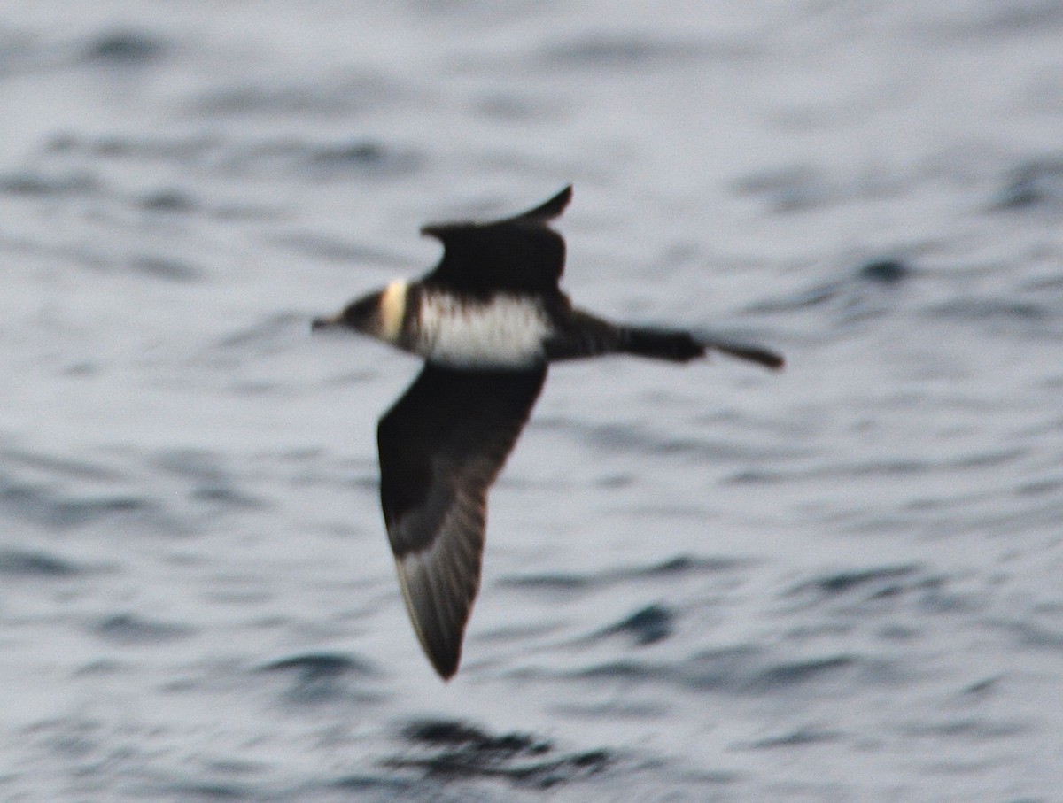 חמסן רחב-אברה - ML645830493