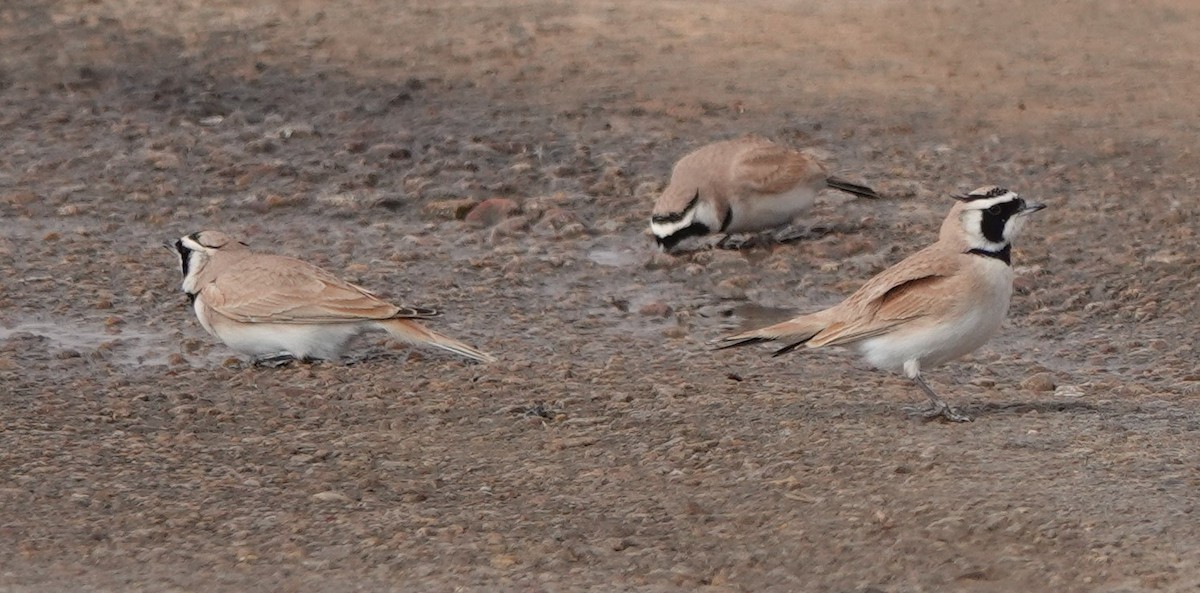 Temminck's Lark - ML645830505