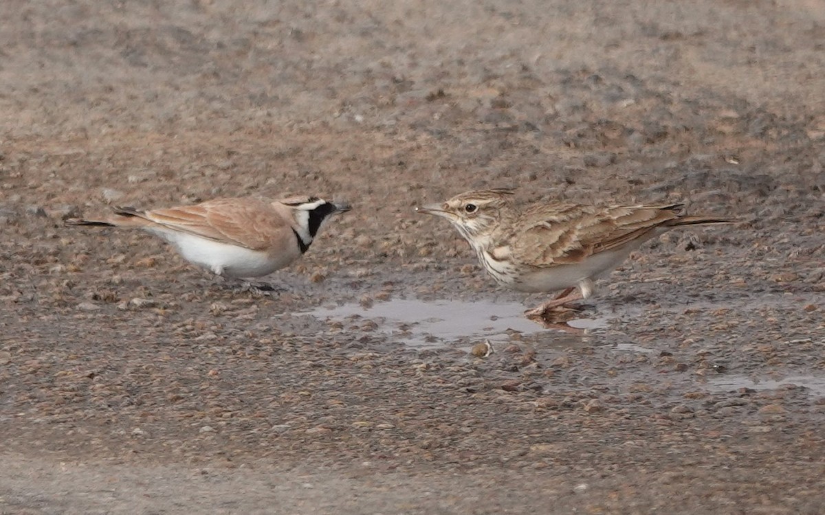 Temminck's Lark - ML645830506