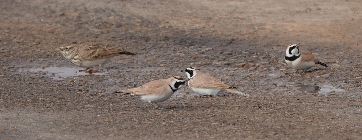 Temminck's Lark - ML645830507