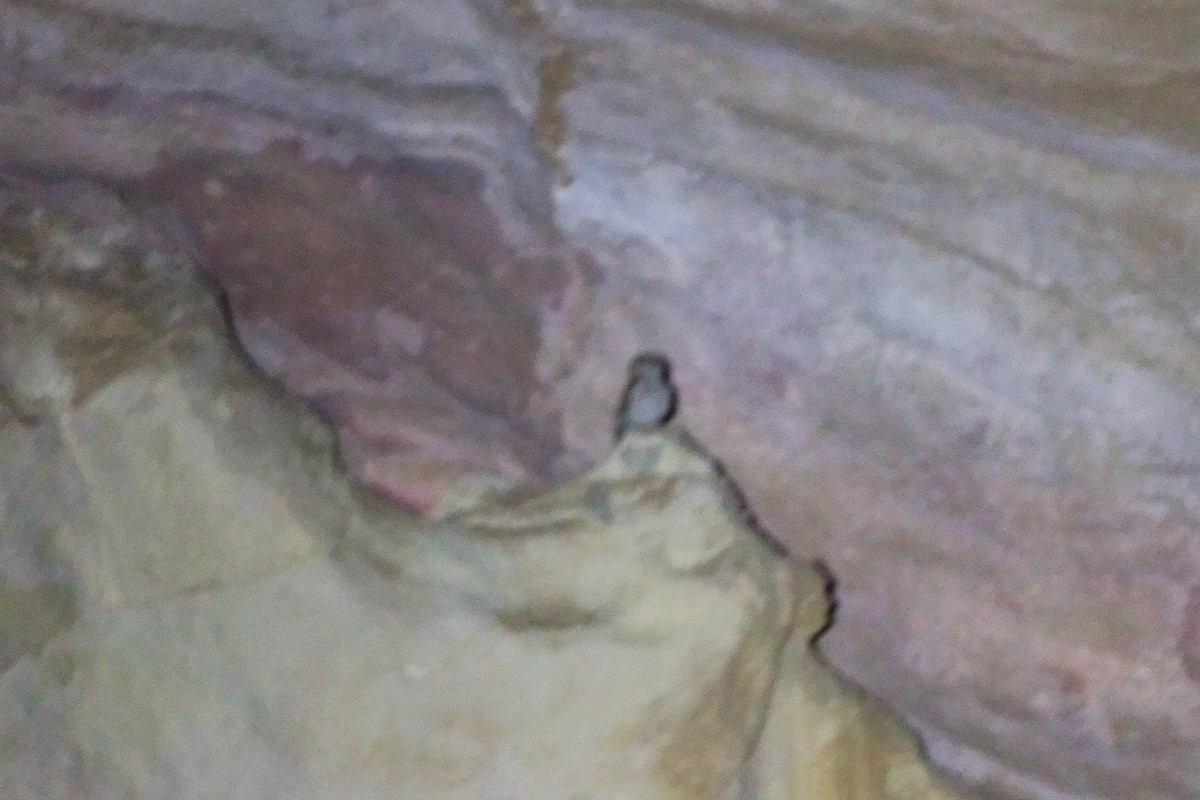 Desert Owl - ML645830511