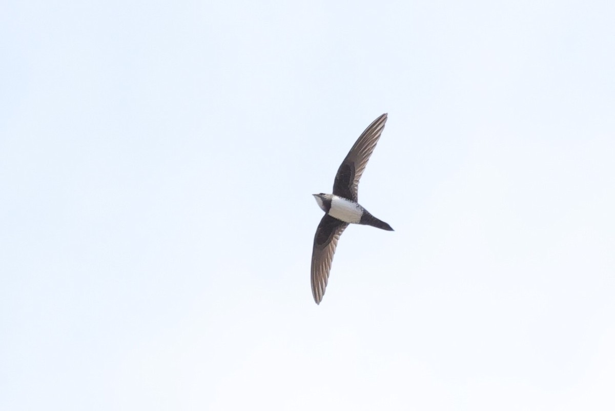 Серпокрилець білочеревий - ML645830513