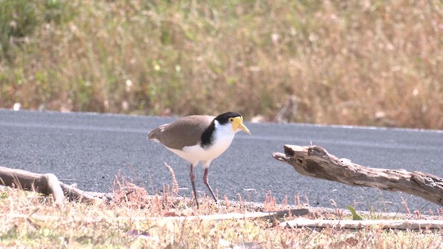 Masked Lapwing (Black-shouldered) - ML645830517