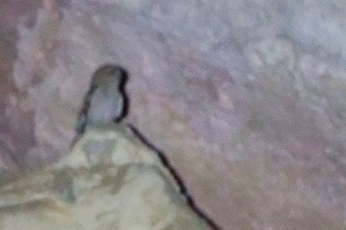 Desert Owl - ML645830518