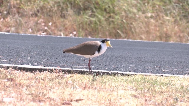 Masked Lapwing (Black-shouldered) - ML645830519