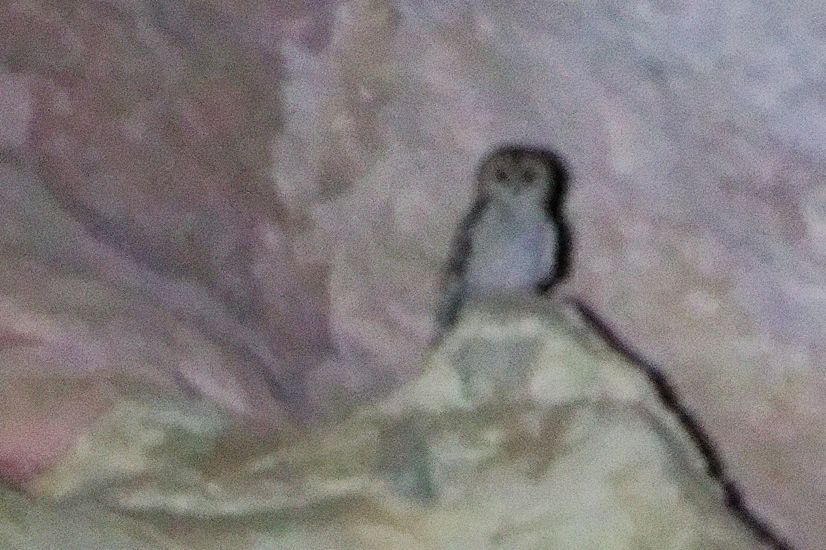 Desert Owl - ML645830520