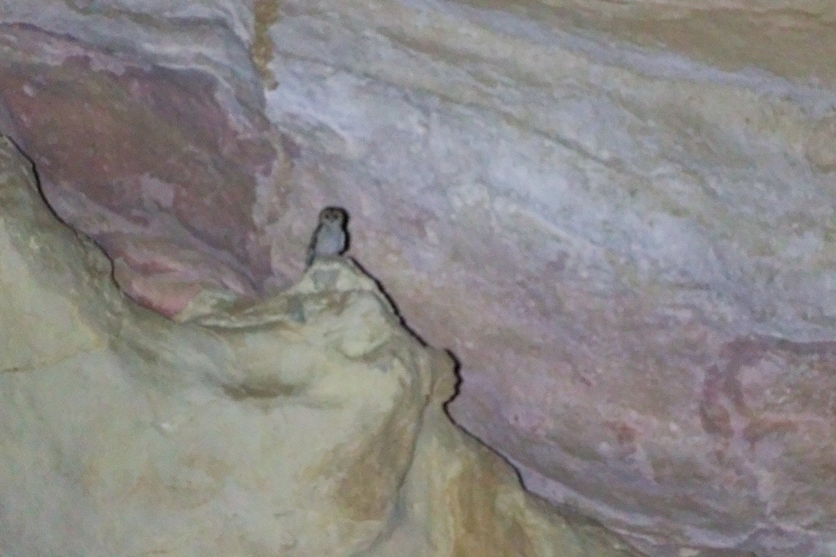 Desert Owl - ML645830521