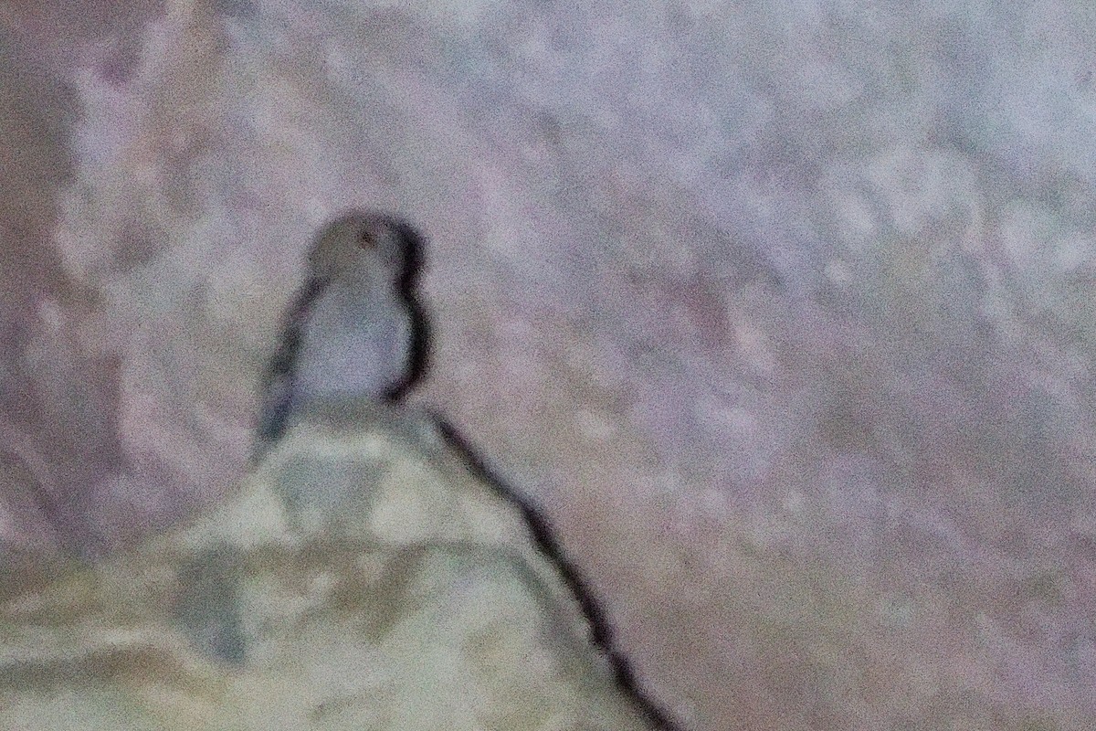 Desert Owl - ML645830523