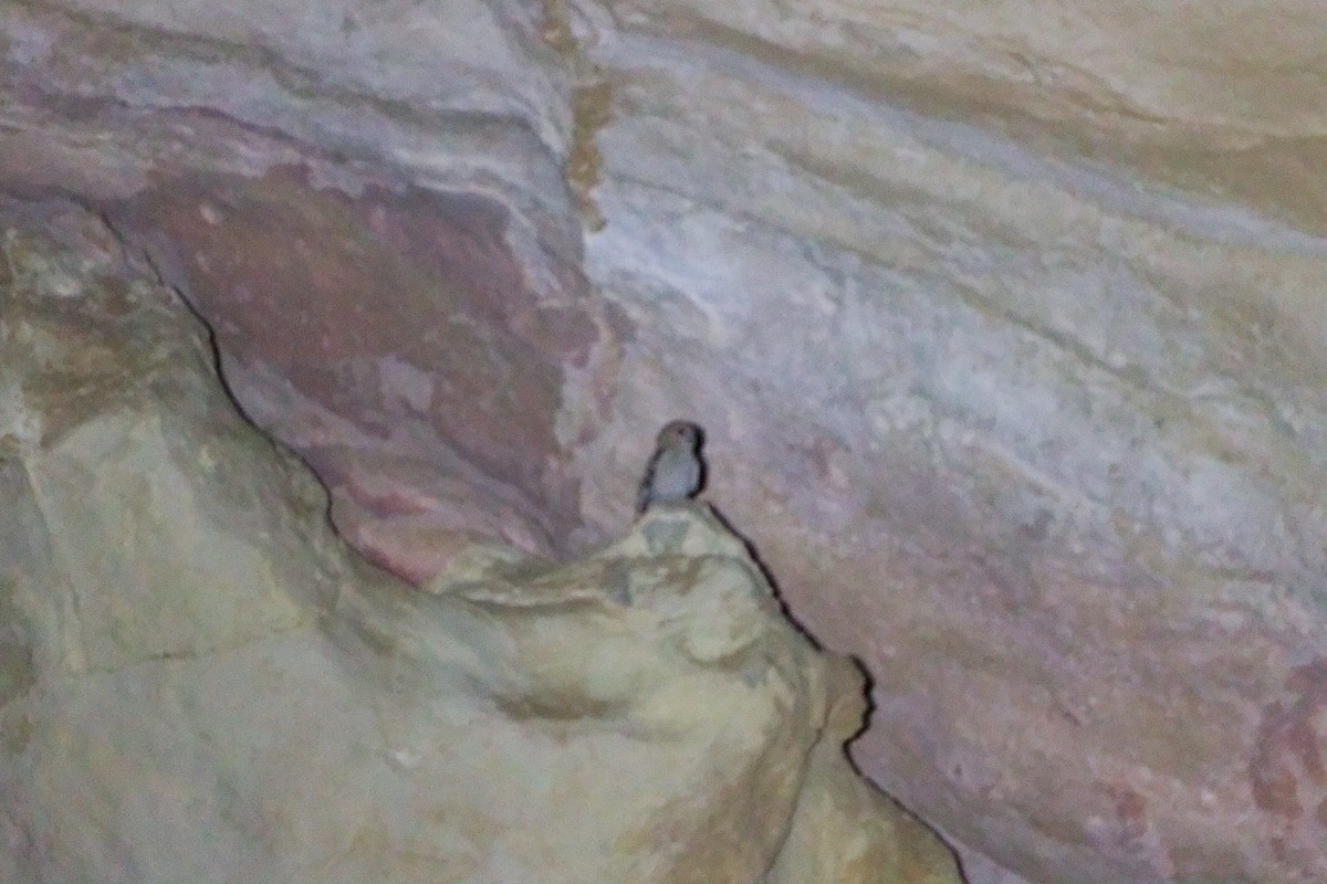 Desert Owl - ML645830524