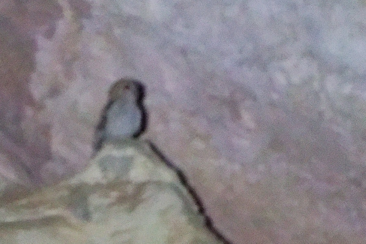 Desert Owl - ML645830525