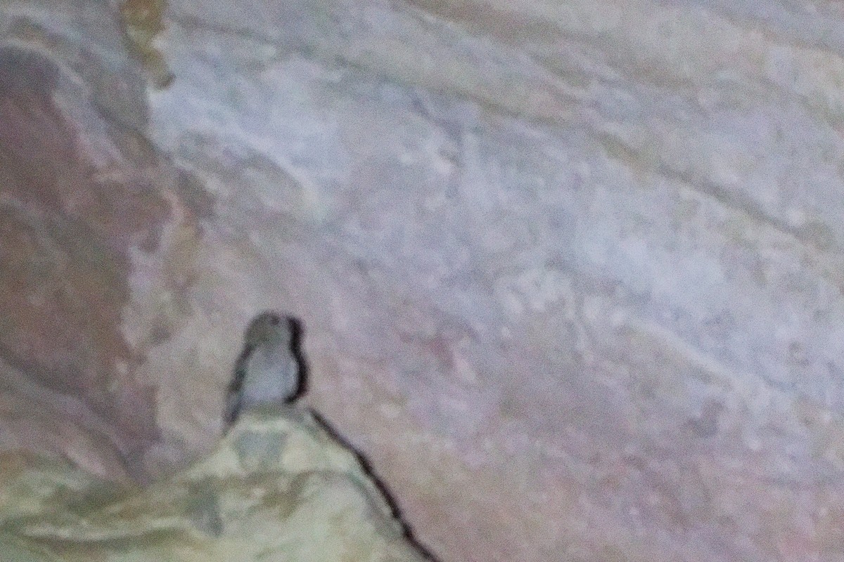 Desert Owl - ML645830527