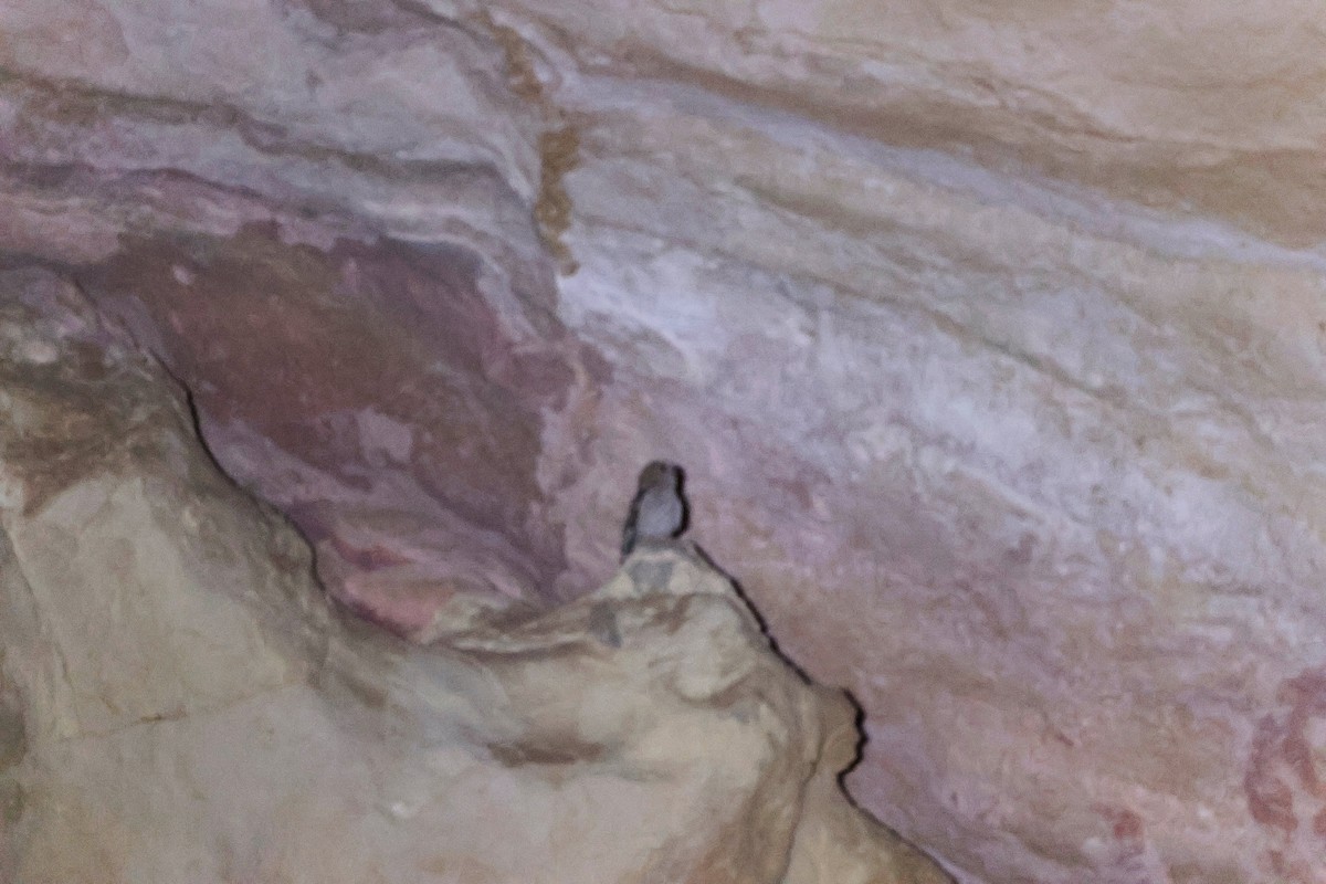 Desert Owl - ML645830528