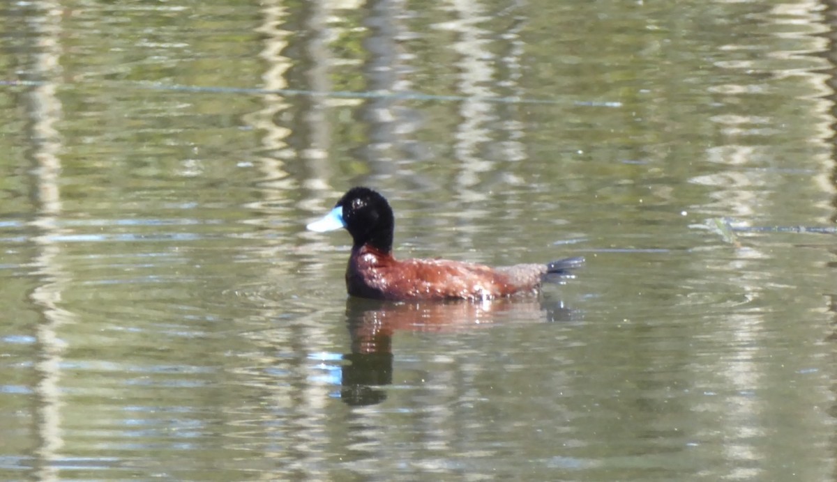 Blue-billed Duck - ML645830547