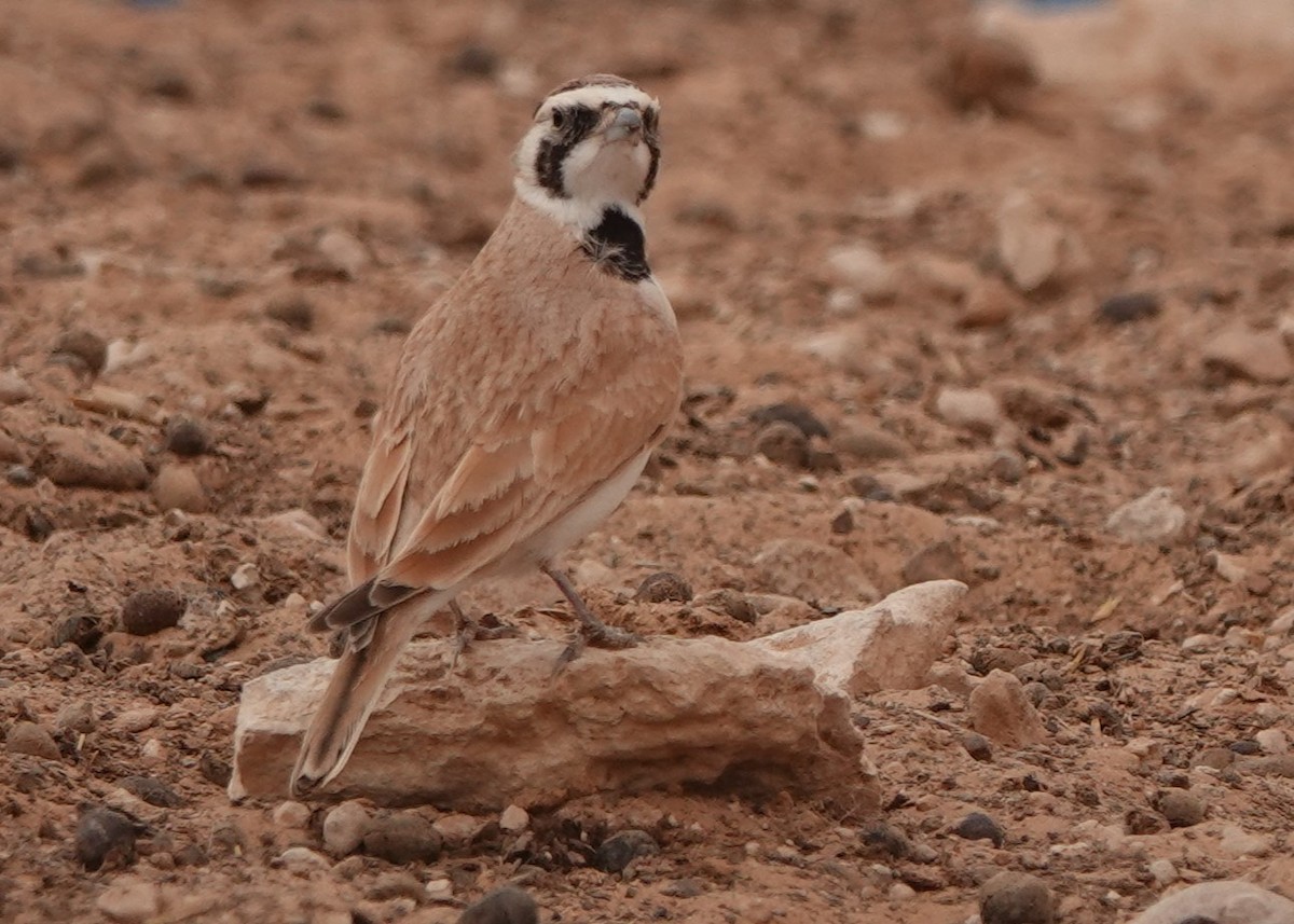 Temminck's Lark - ML645830563