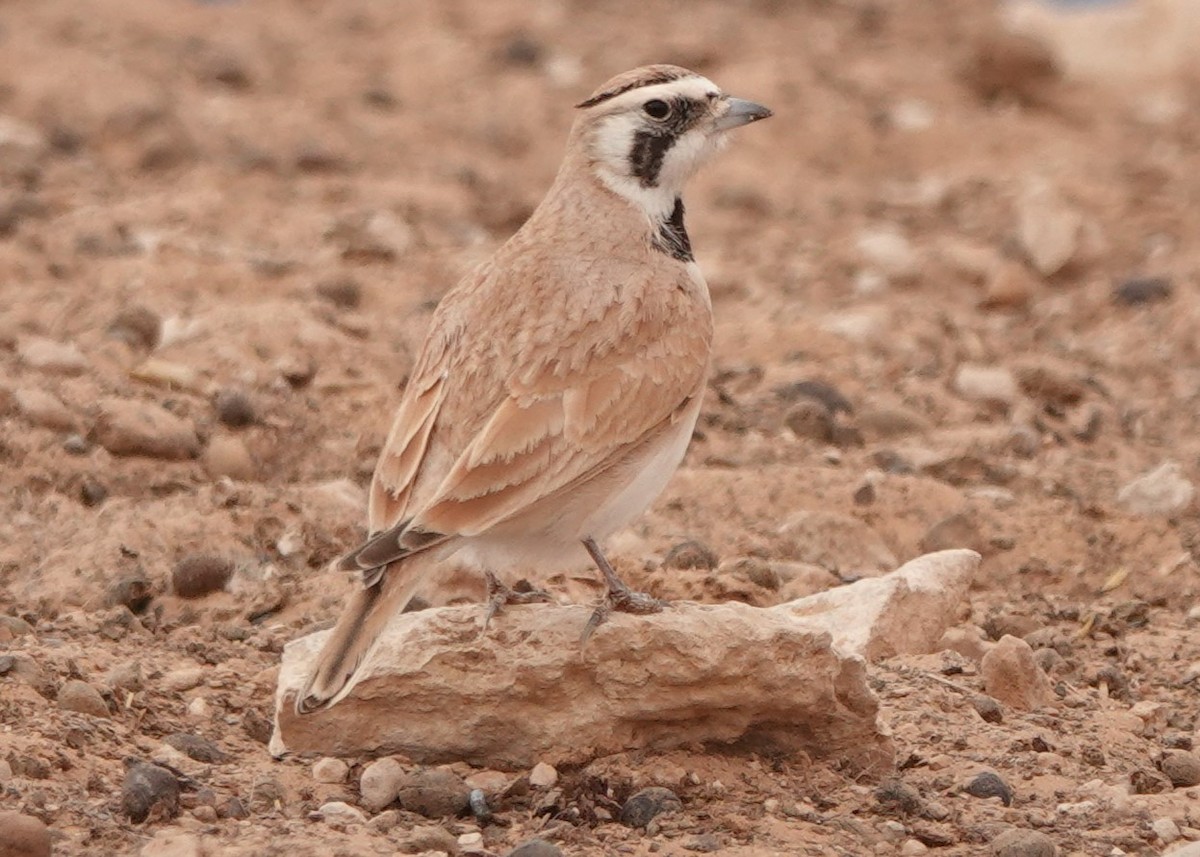 Temminck's Lark - ML645830564