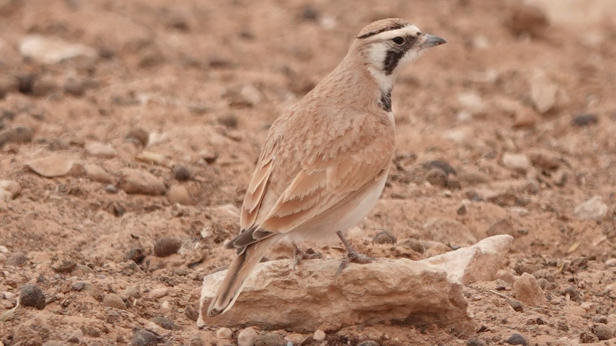 Temminck's Lark - ML645830565