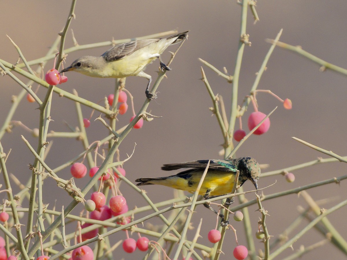 צופית היאור - ML645830581