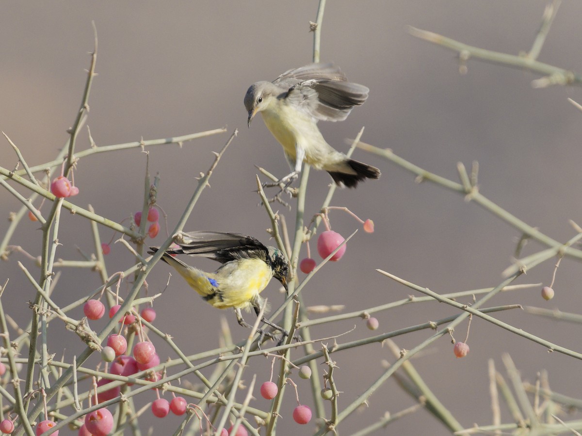 צופית היאור - ML645830582