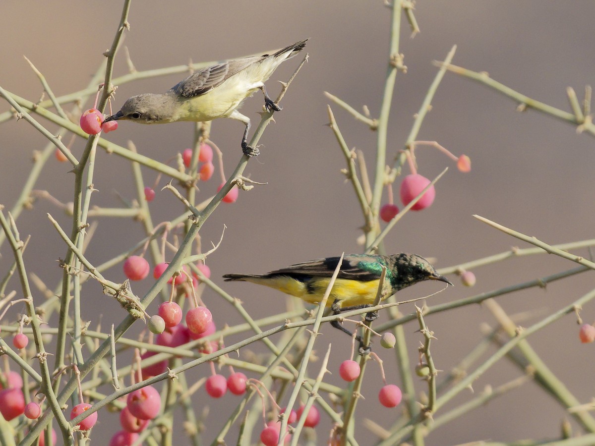 צופית היאור - ML645830583