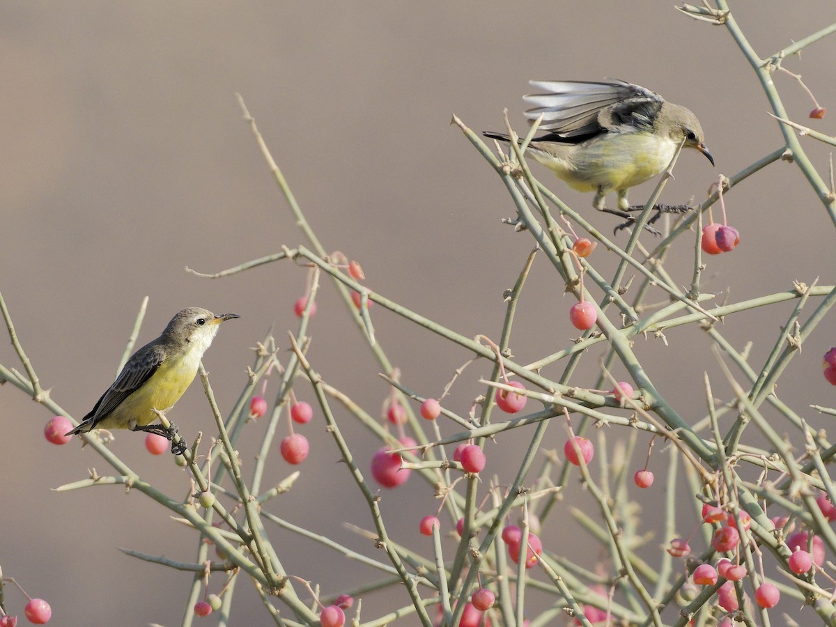 צופית היאור - ML645830585