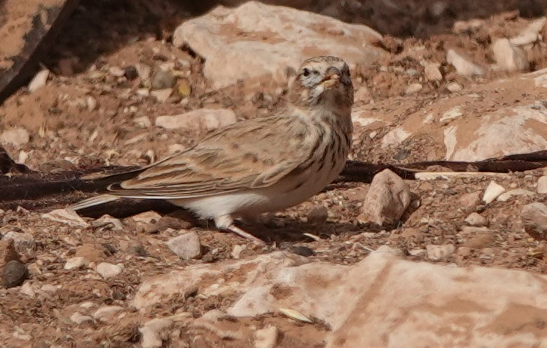 Alouette pispolette - ML645830586