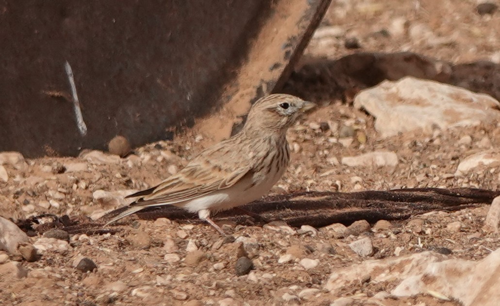 Alouette pispolette - ML645830587