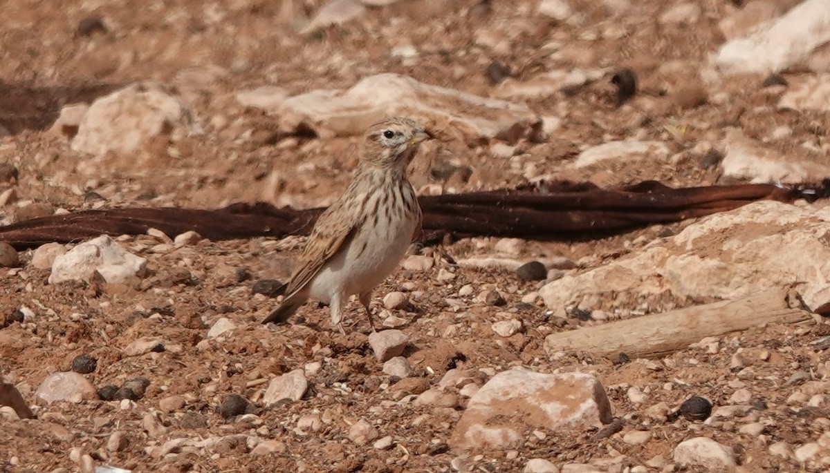 Alouette pispolette - ML645830589