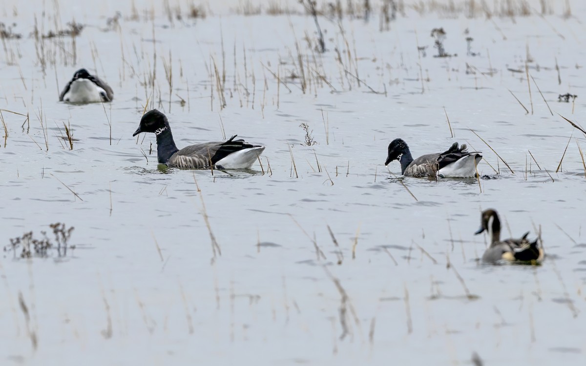 Yosun Kazı - ML645830591